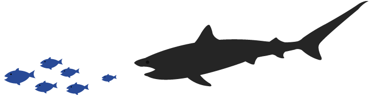 shark